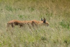 Caracal