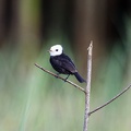 Arundinicola leucocephala, Moucherolle à tête blanche.jpg