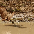 Niger2009 (18).jpg