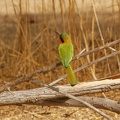 Niger2009 (21).jpg