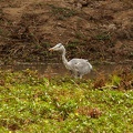 Niger2009 (4).jpg