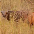 Niger2009 (34).jpg