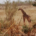 Niger2009 (66).jpg