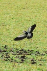 Vanneau à ailes blanches [fr] - Long-toed Lapwing [en] - Vanellus crassirostris