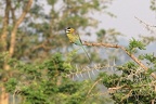 Guêpier à gorge blanche [fr] - White-throated Bee-eater [en] - Merops albicollis