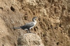 Cormoran africain [fr] - Reed Cormorant [en] - Microcarbo africanus