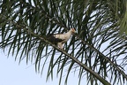 Palmiste africain [fr] - Palm-nut Vulture [en] - Gypohierax angolensis
