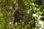Chimpanzé [fr] - Chimpanzee [en] - Pan troglodytes