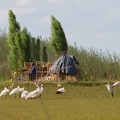 Bangwelu wetlands, Zambia