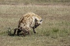 Hyène tachetée (fr) - Spotted hyaena (en) - Crocuta crocuta