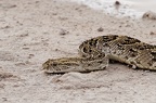 Vipère heurtante [fr] - African puff adder [en] - Bitis arietans