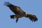 Vautour africain [fr] - White-backed Vulture [en] - Gyps africanus