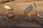 Marabout d'Afrique [fr] - Marabou Stork [en] - Leptoptilos crumeniferus