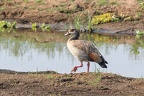 Ouette d'Égypte [fr] - Egyptian Goose [en] - Alopochen aegyptiaca