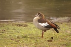 Ouette d'Égypte [fr] - Egyptian Goose [en] - Alopochen aegyptiaca