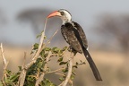 Calao à bec rouge de Tanzanie [fr] - Ruaha Northen Red-Billed Hornbill [en] - Tockus erythrorhynchus ruahae