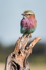 Rollier à longs brins [fr] - Lilac-breasted Roller [en] - Coracias caudatus