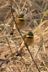  Guêpier nain [fr] - Little Bee-eater [en] - Merops pusillus
