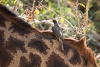 Piqueboeuf à bec jaune [fr] -  Yellow-billed Oxpecker [en] - Buphagus africanus