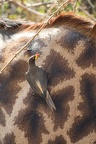 Piqueboeuf à bec jaune [fr] -  Yellow-billed Oxpecker [en] - Buphagus africanus