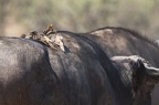  Piqueboeuf à bec jaune [fr] -  Yellow-billed Oxpecker [en] - Buphagus africanus