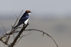 Hirondelle à longs brins [fr] - Wire-tailed Swallow [en] - Hirundo smithii