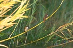 Gobemouche des marais [fr] - Swamp Flycatcher [en] - Muscicapa aquatica, 