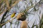 Tisserin jaune [fr] - Eastern Golden Weaver [fr] - Ploceus subaureus