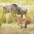 Gnou de cookson [fr] - Cookson's wildebeest [en] - Connochaetes taurinus cooksoni