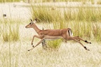 Impala [fr] - Impala [en] - Aepyceros melampus