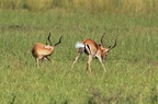 Impala [fr] - Impala [en] - Aepyceros melampus