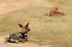 Lycaon [fr] - African wild dog [en] - Lycaon pictus