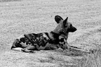 Lycaon [fr] - African wild dog [en] - Lycaon pictus