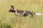 Lycaon [fr] - African wild dog [en] - Lycaon pictus
