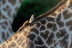  Girafe Masai [fr] - Masai Giraffe [en] - Giraffa camelopardalis tippelskirchi  