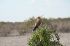 Crécerelle aux yeux blancs [fr] - Greater Kestrel [en] - Falco rupicoloides