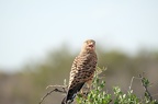 Crécerelle aux yeux blancs [fr] - Greater Kestrel [en] - Falco rupicoloides