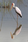 Tantale ibis [fr] - Yellow-billed Stork [en] - Mycteria ibis