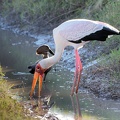 Tantale ibis [fr] - Yellow-billed Stork [en] - Mycteria ibis