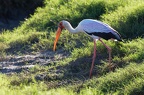 Tantale ibis [fr] - Yellow-billed Stork [en] - Mycteria ibis