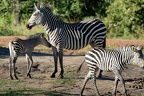 Zèbre des plaines [fr] - Burchell's zebra or common zebra [en] - Equus quagga