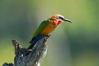 Guêpier à front blanc [fr] - White-fronted Bee-eater [en] - Merops bullockoides