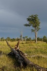 South Luangwa national park, zambia