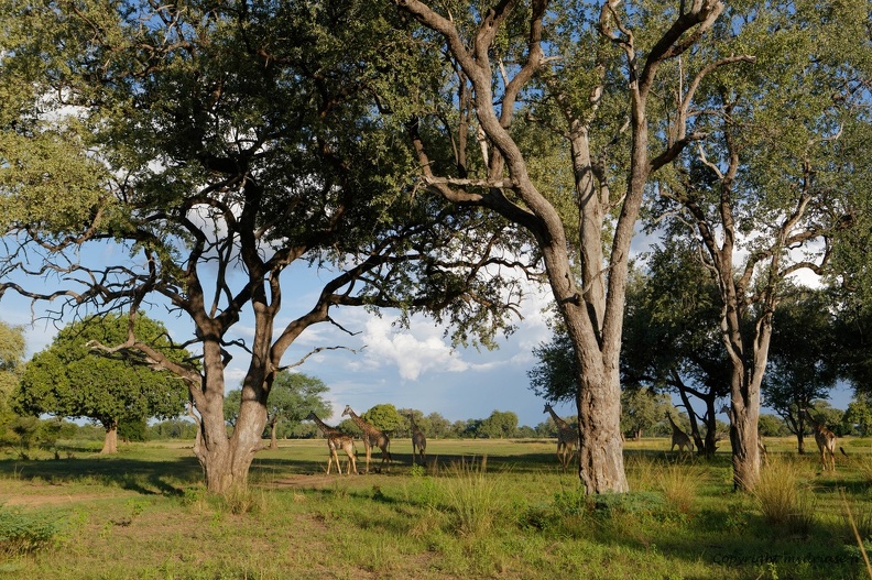 South Luangwa national park, zambia - CC5A6660.jpg CC5A6660.jpg
