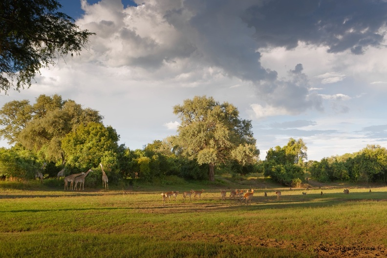 South Luangwa national park, zambia - CC5A6666.jpg CC5A6666.jpg