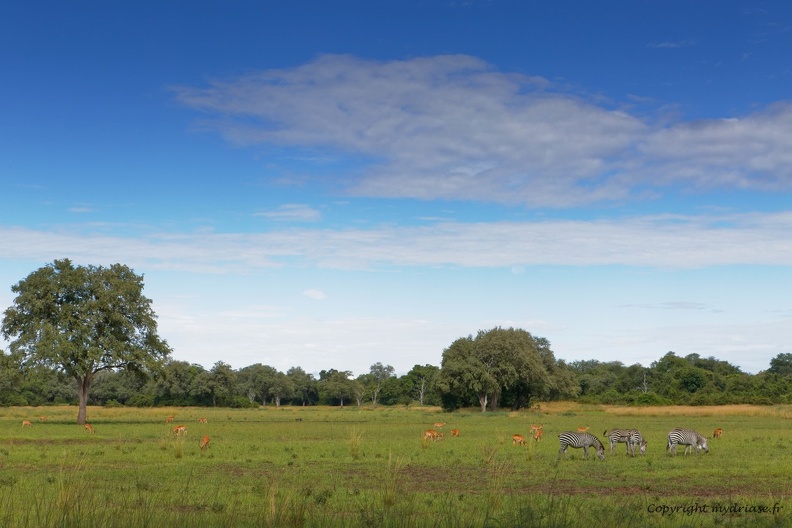 South Luangwa national park, zambia - CC5A6745.jpg CC5A6745.jpg