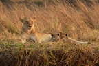 Lion [fr] - Lion [en] - Panthera leo