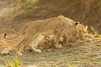 Lion [fr] - Lion [en] - Panthera leo