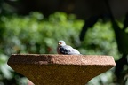 Faucon de l'Amour (Fr) - Amur Falcon (En) - Falco amurensis