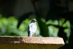 Faucon de l'Amour (Fr) - Amur Falcon (En) - Falco amurensis